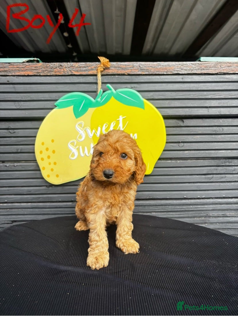 Cockapoo dogs STUNNING F1 RED COCKAPOO ready now! - Advert 2