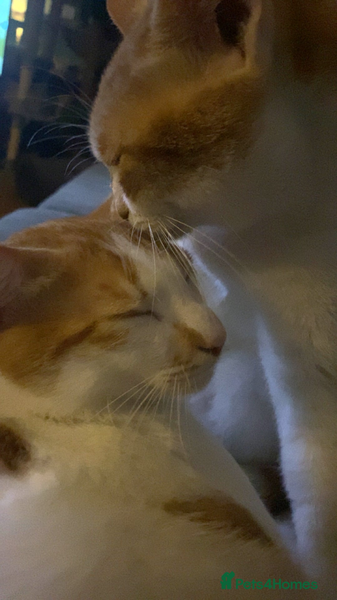 Arabian Mau cats for sale: 2 loving Sibling cats  - Advert 5