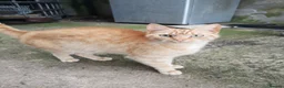 Mixed Breed cats for sale: Ginger Kittens for Sale - Advert 2