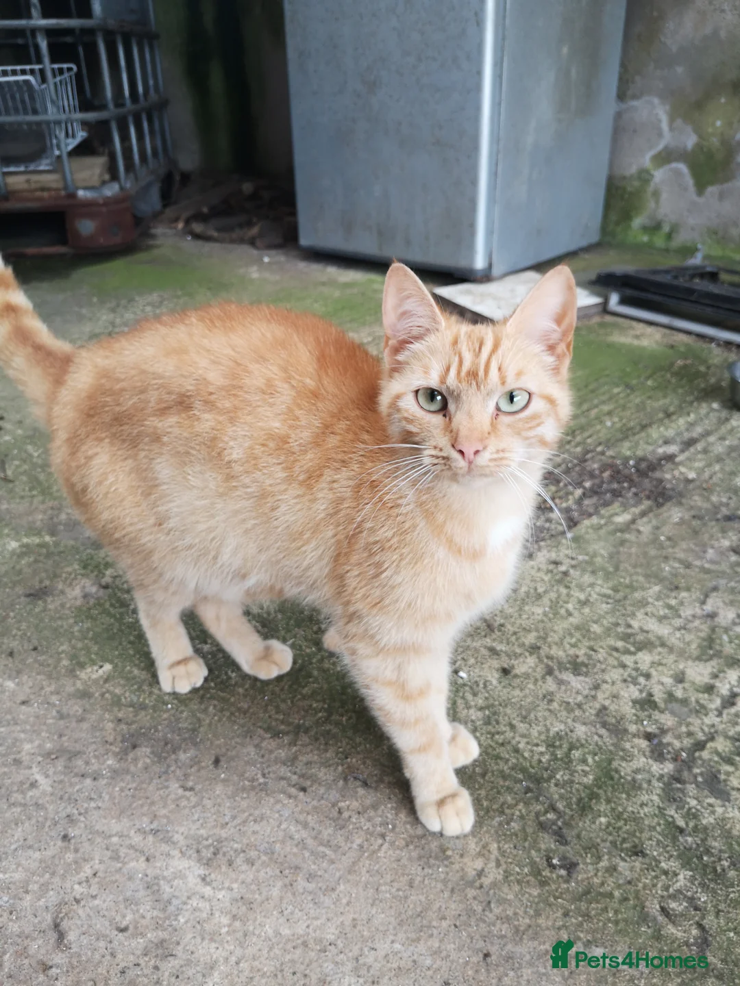 Mixed Breed cats for sale: Ginger Kittens for Sale - Advert 2