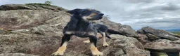 Huntaway dogs for sale: Rare Grizzly Huntaway Boy - Great Character in Crymych - Advert 4
