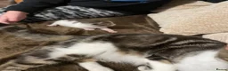 Domestic Shorthair cats for sale: Male kitten  - Advert 8