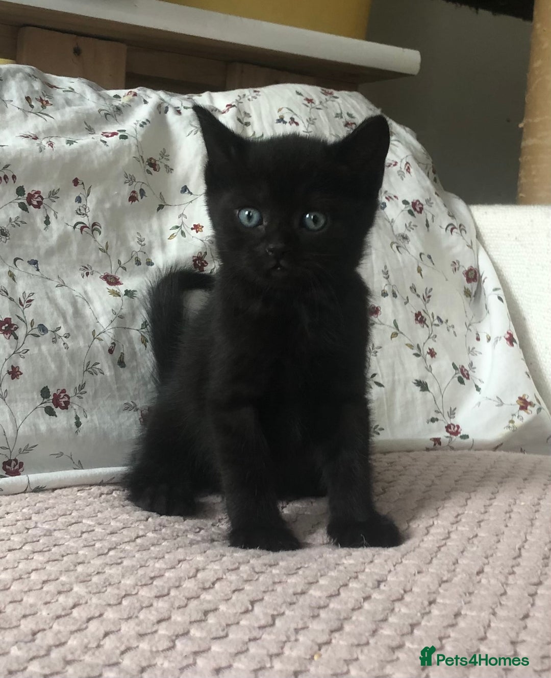 Scottish Fold cats for sale: STUNNING KITTENS FOR SALE! - Image 10