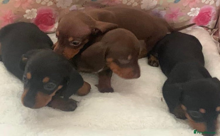 Miniature Dachshund dogs - Advert 1