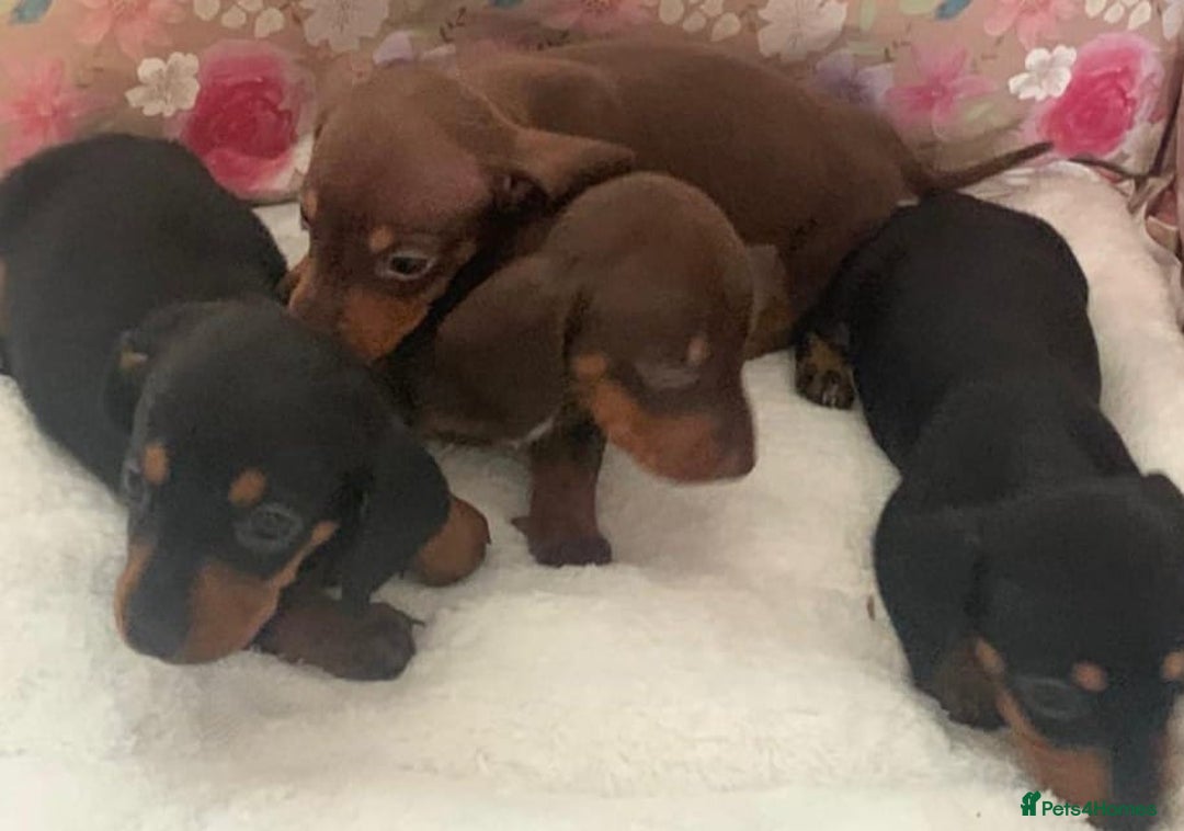 Miniature Dachshund dogs for sale: Minature dashunds  - Image 1