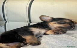 Chorkie dogs for sale: Chorkie puppies  - Image 12