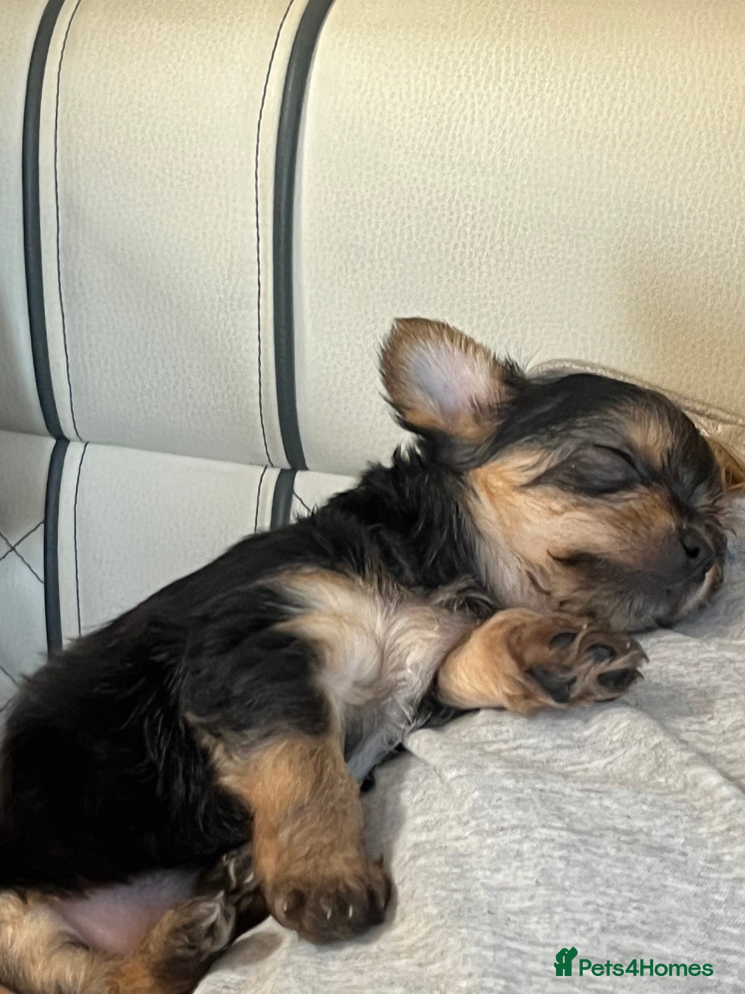 Chorkie dogs for sale: Chorkie puppies  - Image 12