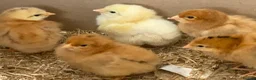 Chickens poultry for sale: Light Sussex and R.I.R chicks available  - Advert 1