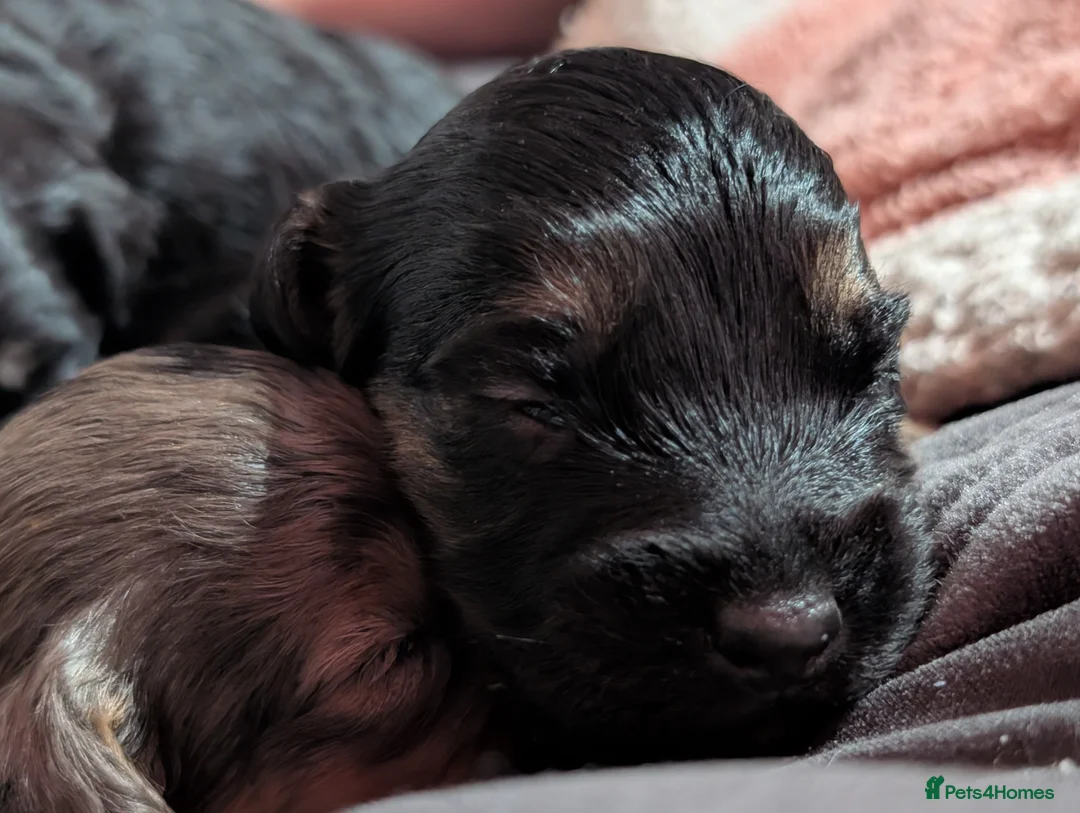 Cockapoo dogs for sale: F2b cockapoo pups Super Cute. Health test parents - Advert 20