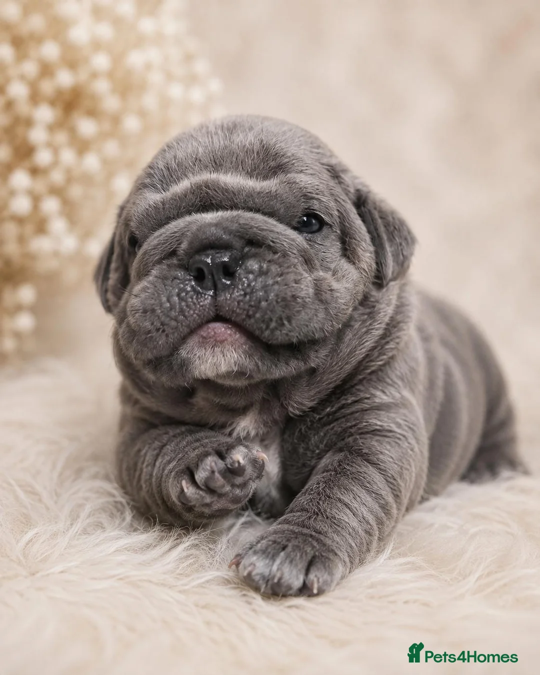 English Bulldog dogs for sale: Excellent healthy Puppies please read advert - Advert 1