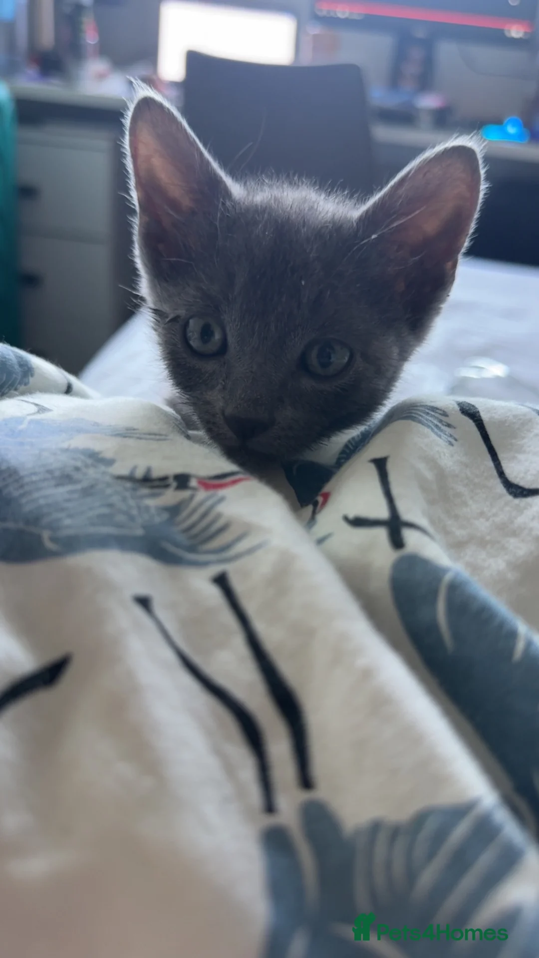 Mixed Breed cats for sale: BRITISH BLUE MIX in Southsea - Advert 2