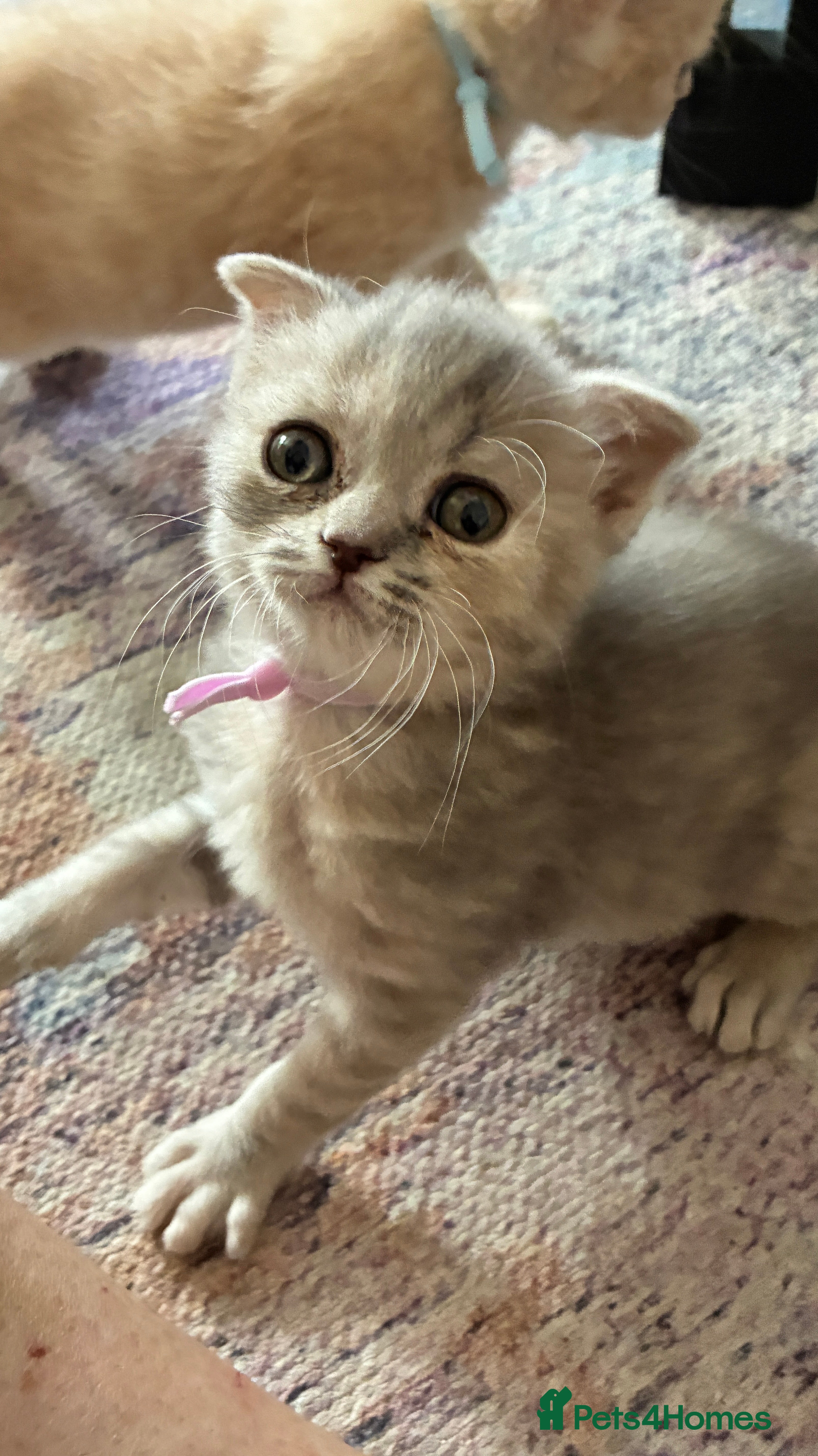 Scottish Fold cats Beautiful confident Scottish Fold/straight Kittens - Advert 2