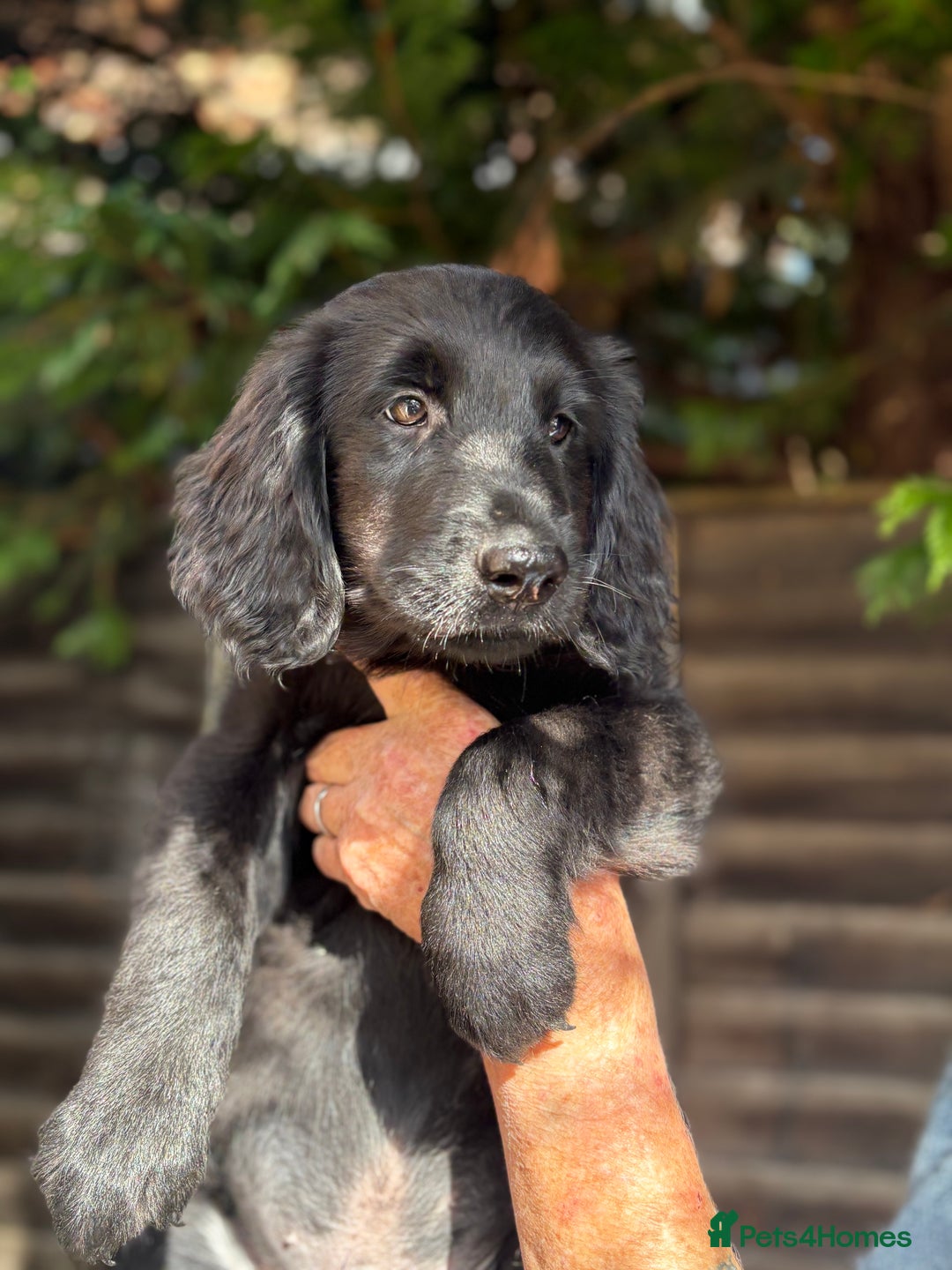 Flat coated Retriever dogs for sale: Flatcoated retriever puppies - Image 5