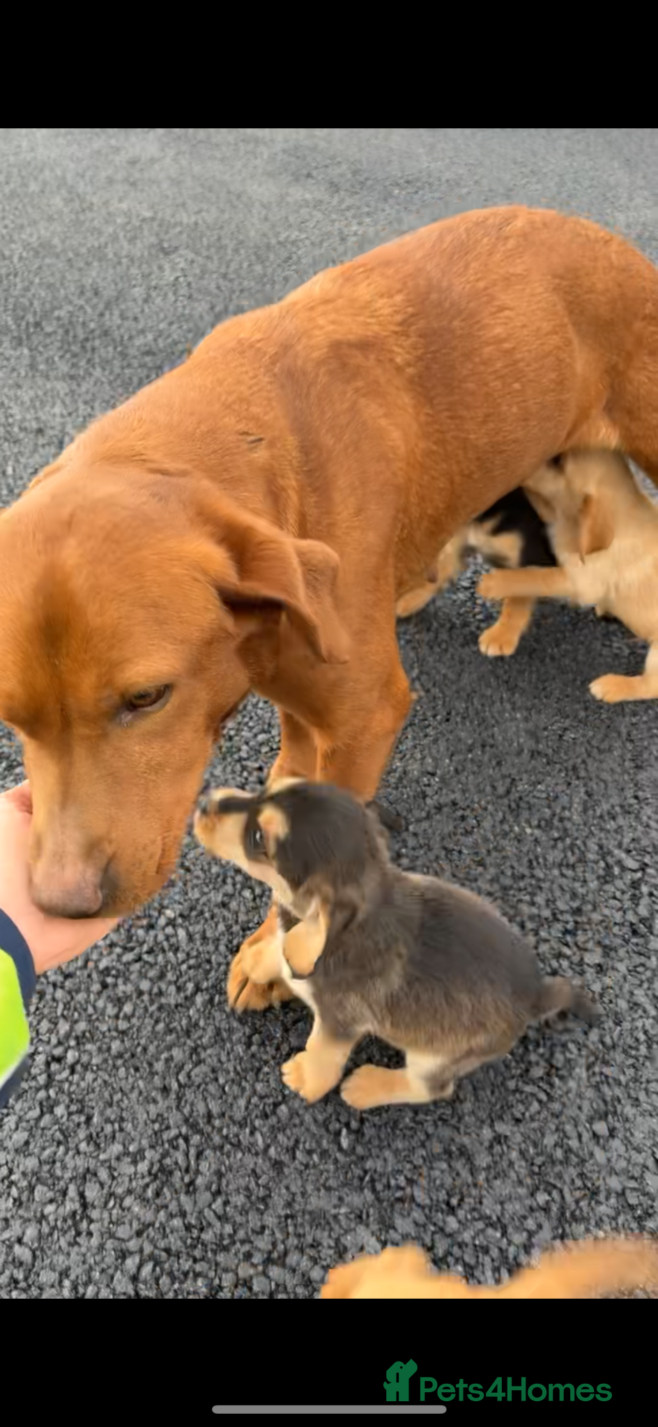 Cockerdor dogs Beautiful cockador puppies available  - Advert 2