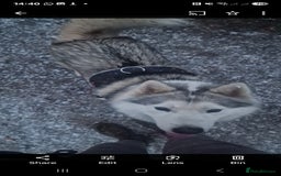 Utonagan dogs for sale: Wolf- Malamute/Husky For Sale - Image 1