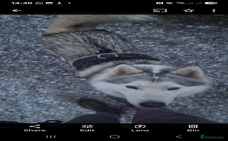 Utonagan dogs - Advert 8