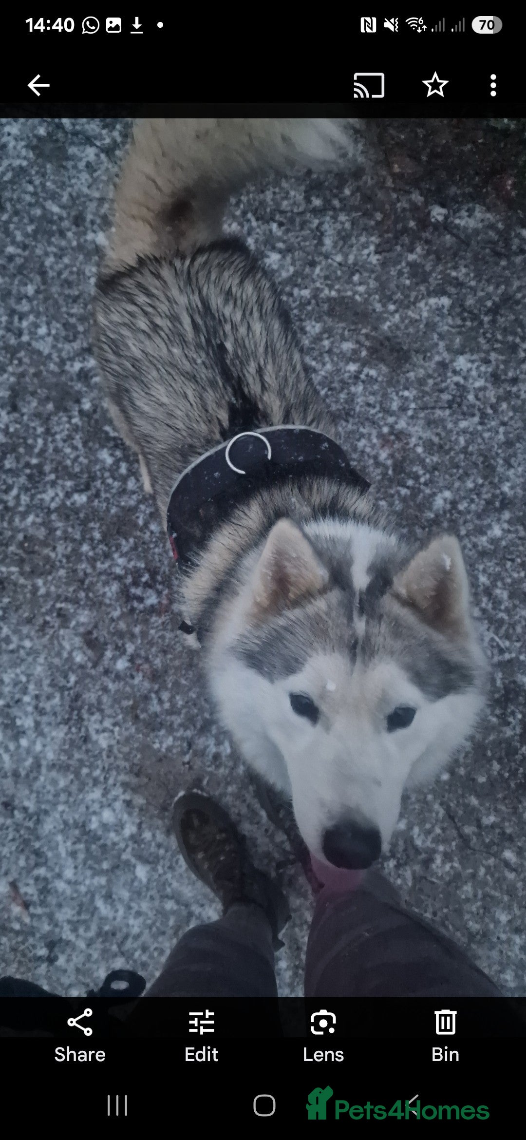 Utonagan dogs for sale: Wolf- Malamute/Husky For Sale - Image 1
