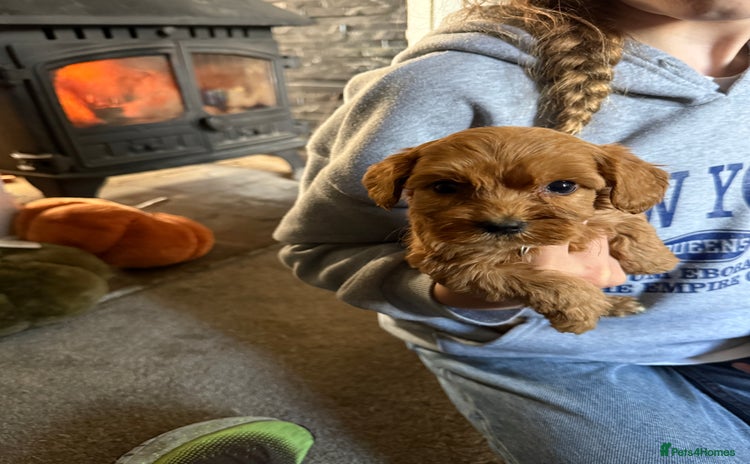 Cockapoo dogs - Advert 7
