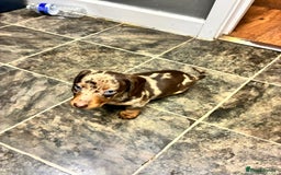 Dachshund dogs for sale: Dachshund puppies  - Image 2