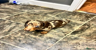 Dachshund dogs - Advert 7
