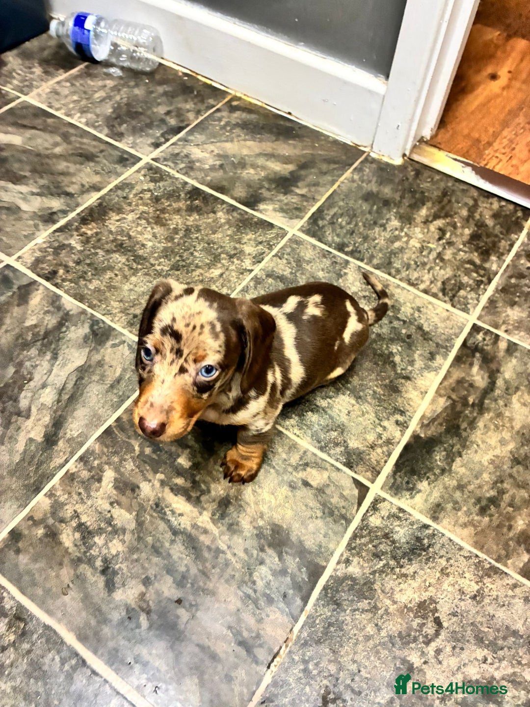 Dachshund dogs for sale: Dachshund puppies  - Image 2