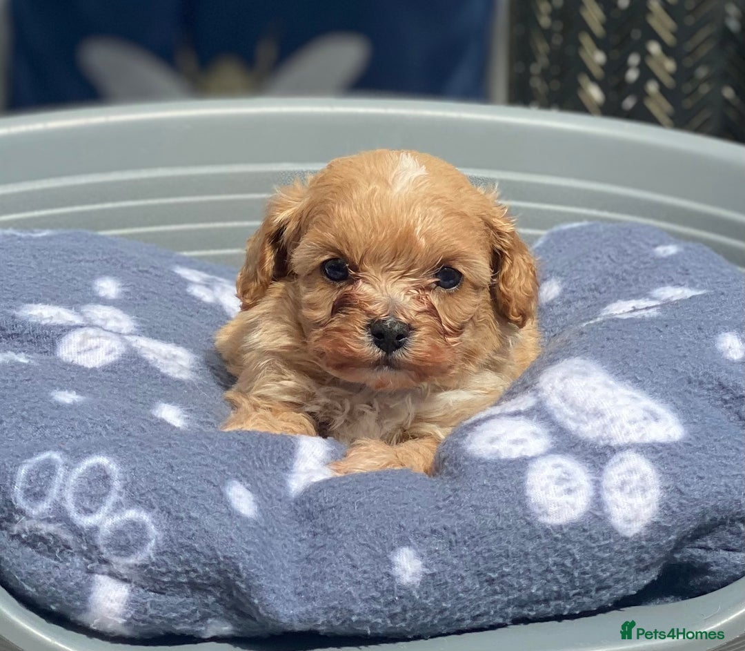 Cavachon dogs for sale: Cute Cavapoochons  - Image 4