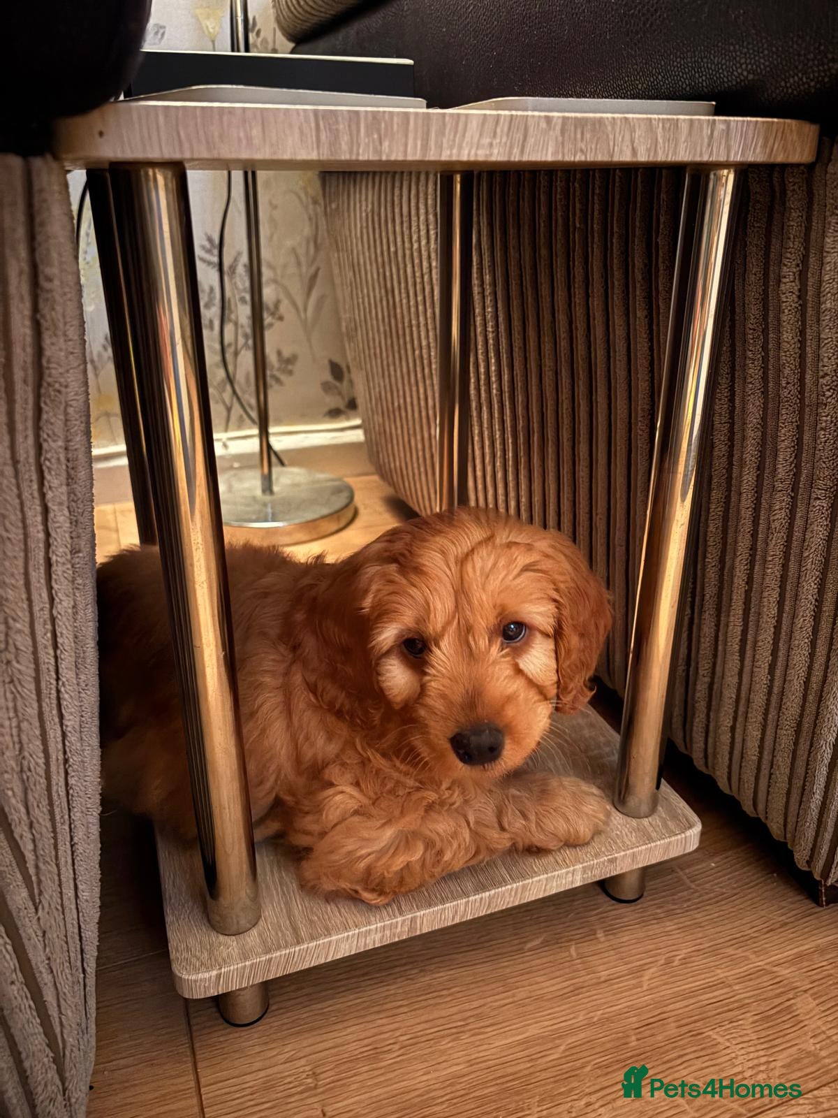 Cockapoo dogs Cockerpoo - Advert 2