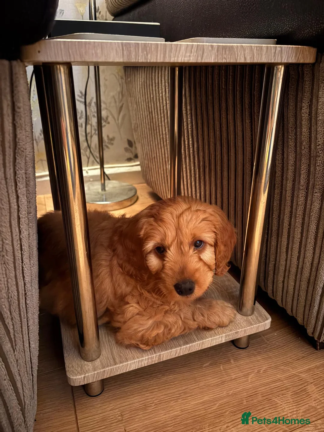 Cockapoo dogs for sale: Cockerpoo - Advert 1