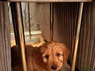 Cockapoo dogs Cockerpoo - Advert 2