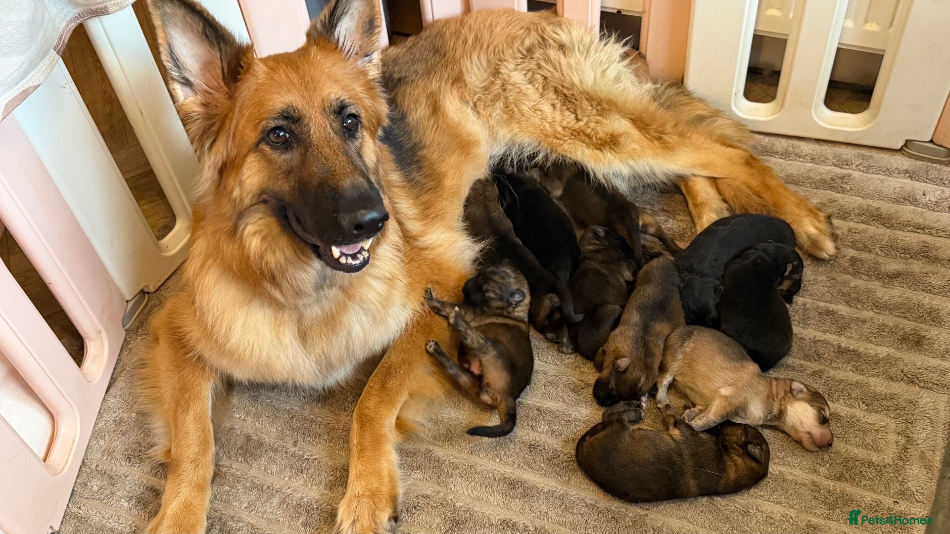 German Shepherd dogs 🐾 Beautiful German Shepherd puppies🐾 - Advert 1
