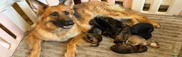German Shepherd dogs for sale: 🐾 Beautiful German Shepherd puppies🐾 - Advert 1