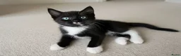 Mixed Breed cats for sale: Mixed Maine Coon Kittens in Richmond - Advert 6
