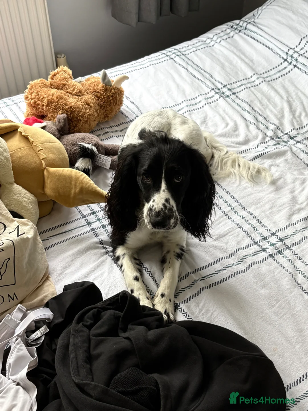 Mixed Breed dogs for sale: Sweetest girl in need of loving home in Hayling Island - Advert 1