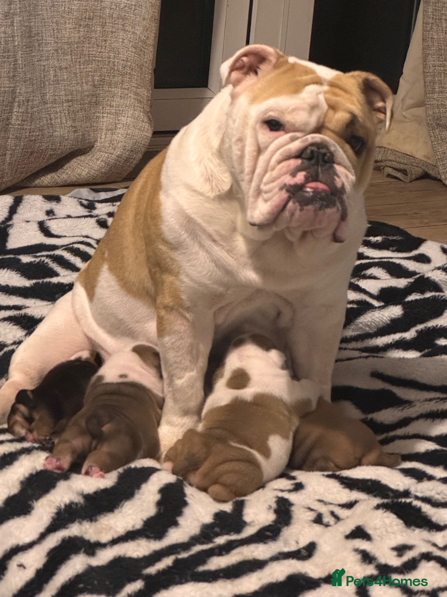 English Bulldog dogs for sale: Stunning KC standard (proper) bulldog puppies! - Advert 4