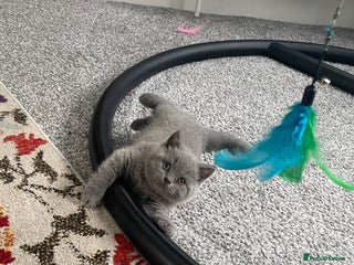 British Shorthair cats 💕Pure BSH Kittens – Family Raised, Ready NOW - Advert 1