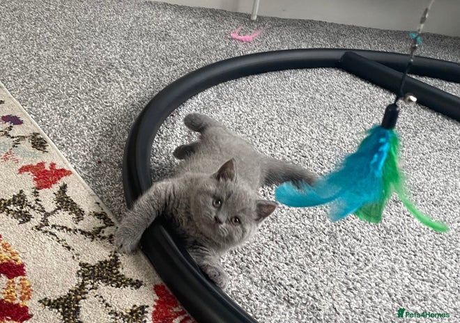 British Shorthair cats - Advert 1