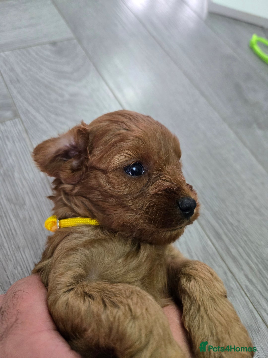Cavapoo dogs for sale: cavapoo puppies - Image 12