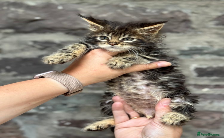 Maine Coon cats - Advert 3
