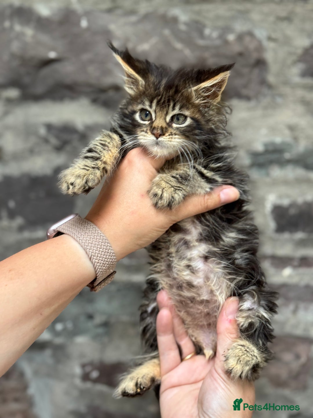 Maine Coon cats for sale: Gorgeous Black Tabby Mainecoon Kitten  - Image 1
