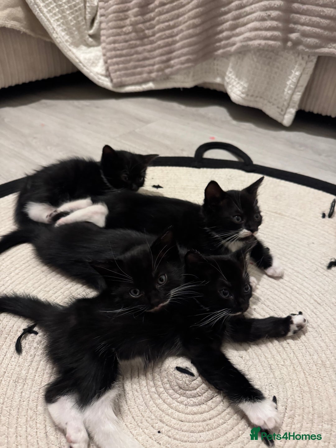 Mixed Breed cats for sale: Beautiful Kittens Looking for Their Forever Homes✨ - Advert 9
