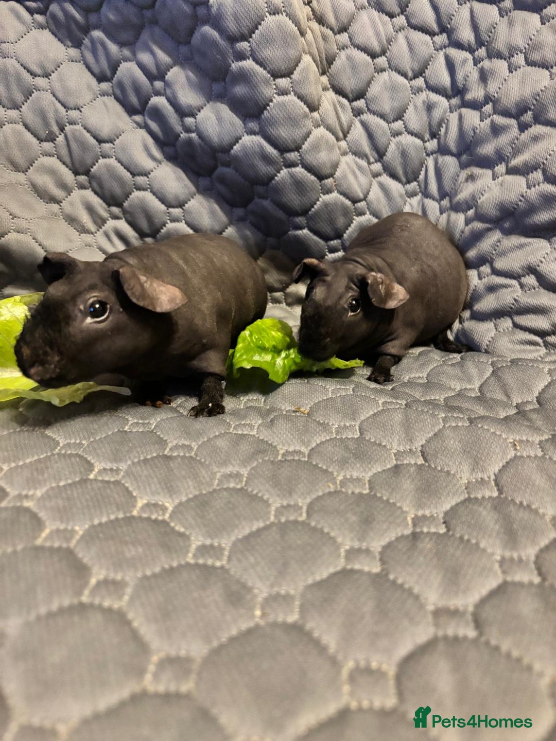Guinea Pig rodents for sale: 2 female skinny pigs for sale - Advert 3