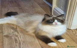 Siberian cats for sale: Pedigree boy  available  - Image 9