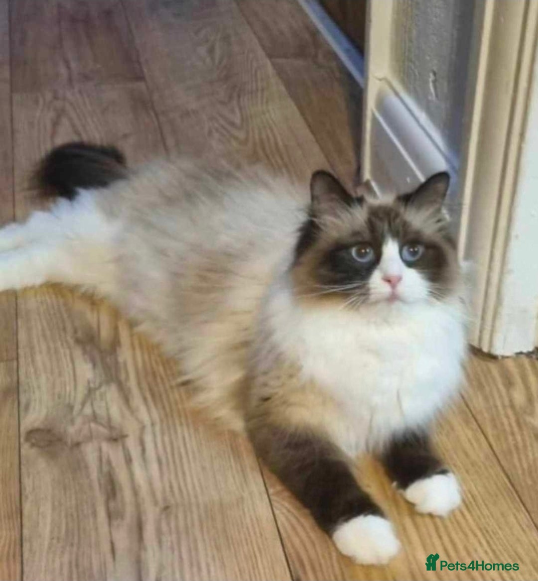 Siberian cats for sale: Pedigree boy  available  - Image 9