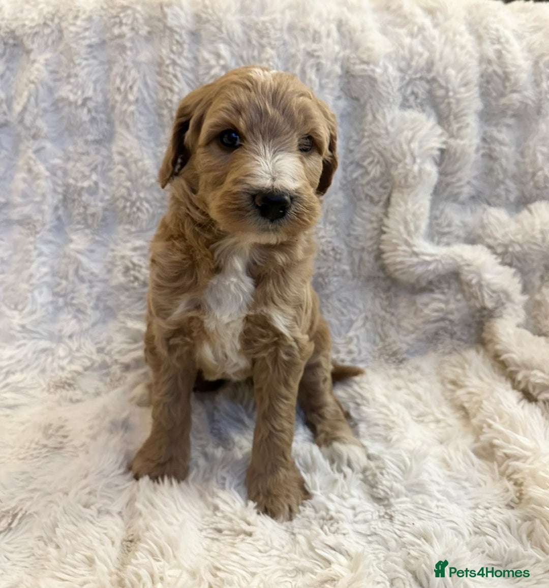 Goldendoodle dogs for sale: Beautiful golden doodles  - Advert 34