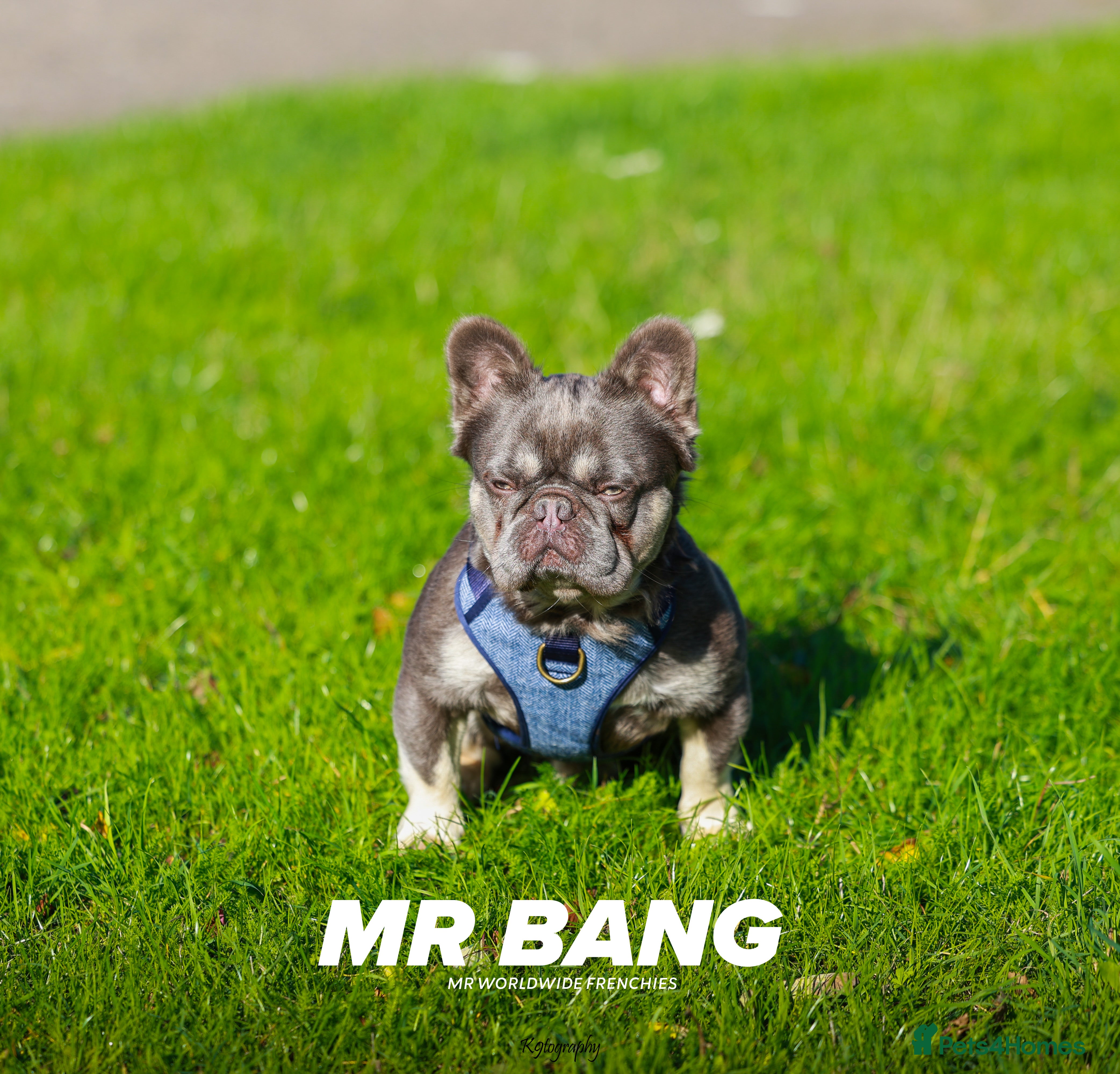 French Bulldog dogs Lilac&Tan visual fluffy proven stud ✅  - Advert 20