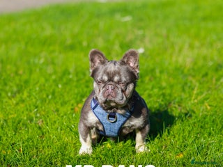 French Bulldog dogs - Advert 3