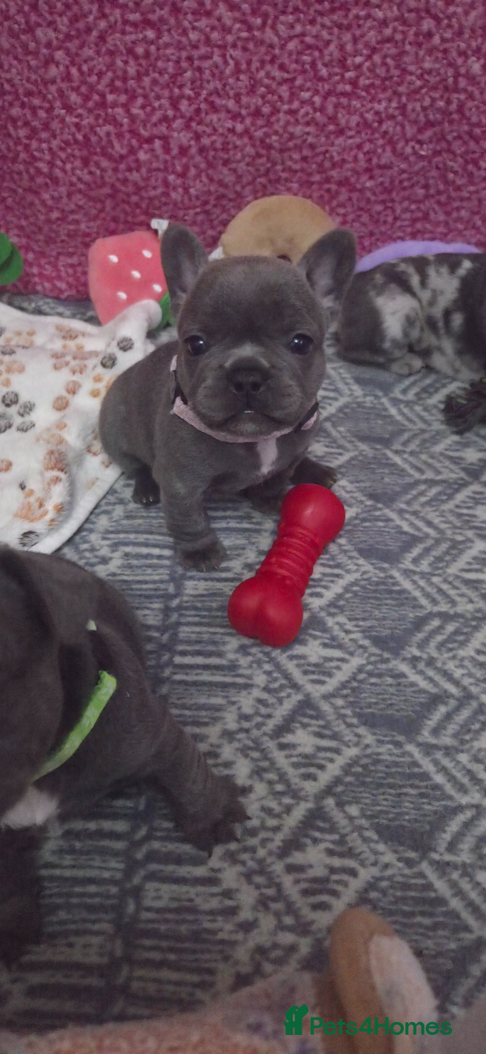 French Bulldog dogs for sale: French bulldogs - Advert 7