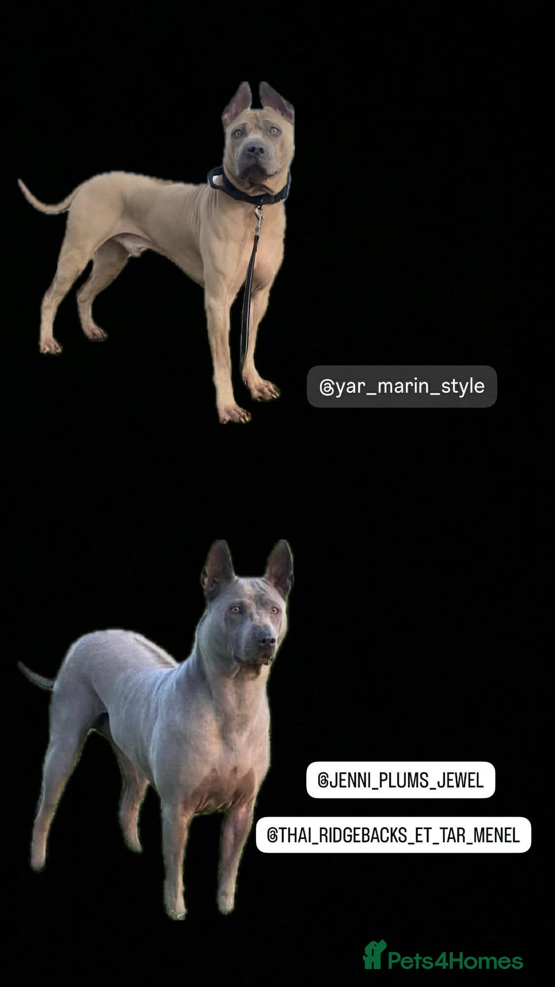 Thai Ridgeback dogs for sale: Thai Ridgeback puppy’s 🏆 - Advert 4