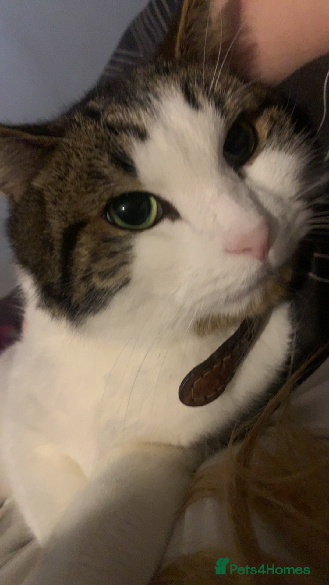 Domestic Shorthair cats for sale: male cat - Image 3
