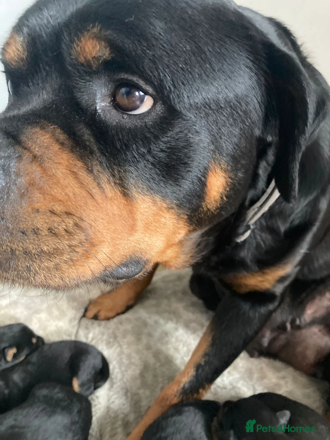 Rottweiler dogs for sale: Chunky Rottweiler puppies  - Advert 2